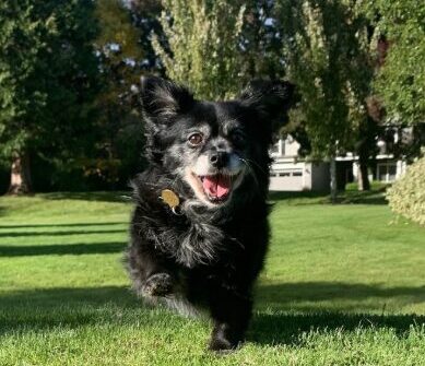 <strong>COURSE</strong> Home Treatment for Arthritic Dogs