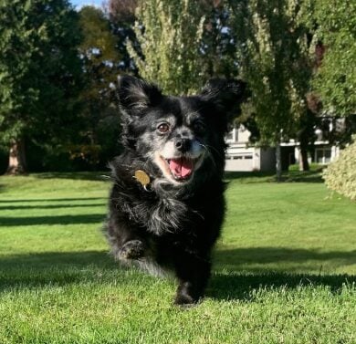 <strong>COURSE</strong> Home Treatment for Arthritic Dogs