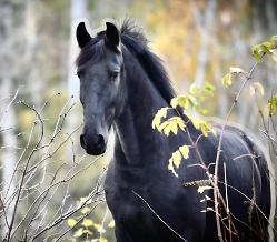 <strong>COURSE</strong> 1. Integrative Wellness: Advanced Continuing Education for Equine Professionals