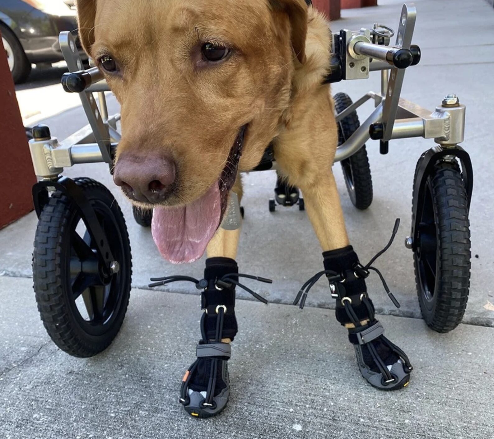 PawsUp Custom Brace