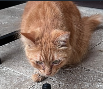<strong>COURSE</strong> Small Animal Aromatherapy Certification