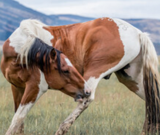 <strong>COURSE</strong> Equine Stretching Fundamentals for Owners