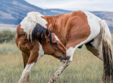 <strong>COURSE</strong> Equine Stretching Fundamentals for Owners