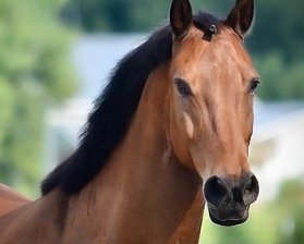 <strong>COURSE</strong> 3. Systems Thinking in Equine Wellness: Whole Horse Clinical Reasoning