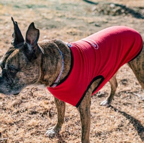 WIGGLELESS WONDERSHIRT DOG COMFORT UNDERSHIRT: worn under dog brace for extra layer of softness or on its own for comfort & relaxation