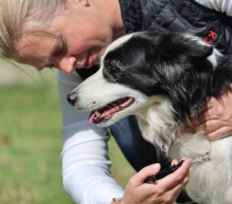 <strong>COURSE</strong> Animal Neuro-Myofascial Release Technique