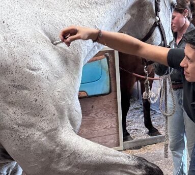 <strong>COURSE</strong> Creating Flow: How to Integrate Holistic Modalities into an Effective Animal Wellness Session