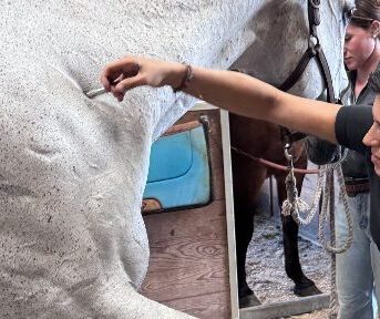 <strong>COURSE</strong> Creating Flow: How to Integrate Holistic Modalities into an Effective Animal Wellness Session