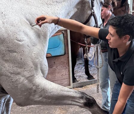 <strong>COURSE</strong> Creating Flow: How to Integrate Holistic Modalities into an Effective Animal Wellness Session