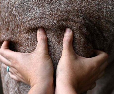 <strong>COURSE</strong> Equine Acupressure Certification