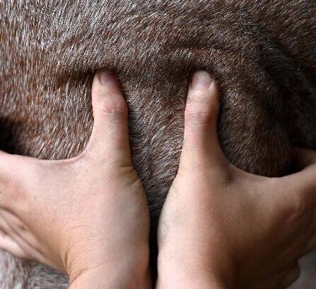 equine acupressure