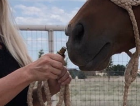 <strong>COURSE</strong> Large Animal Aromatherapy for Owners