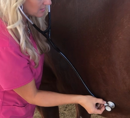 <strong>COURSE</strong> Equine First Aid Certification Course