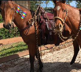 <strong>COURSE</strong> Horse Owner Bundle