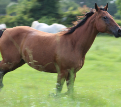 <strong>COURSE</strong> Equine Massage Certification