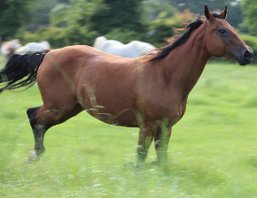 <strong>COURSE</strong> Equine Massage Certification
