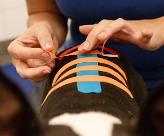 <strong>COURSE</strong> Canine Kinesiology Taping for Owners