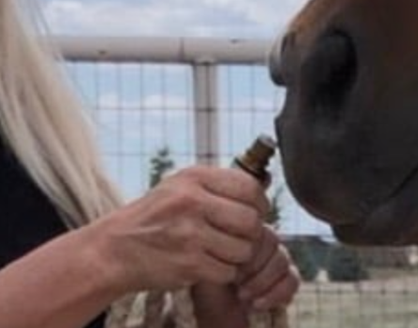 <strong>COURSE</strong> Large Animal Aromatherapy