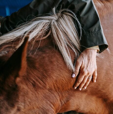 <strong>COURSE</strong> Animal Lymphatic Massage Certification