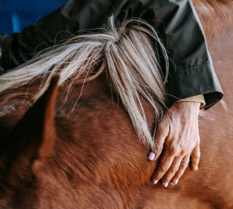 <strong>COURSE</strong> Animal Lymphatic Massage Certification