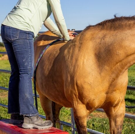 <strong>COURSE</strong> Equine Acupressure Certification