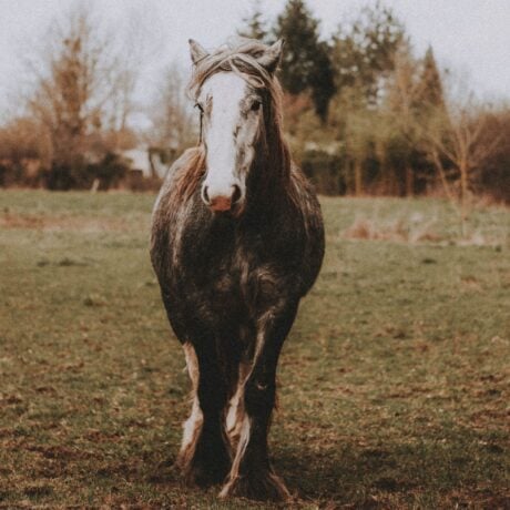 <strong>COURSE</strong> 2. Advanced Case Skills for Equine Professionals: From Intake to Outcome