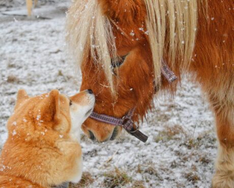 <strong>COURSE</strong> Raindrop Therapy Certification for Equine & Canine Clients