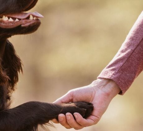 <strong>COURSE</strong> Small Animal Acupressure Certification