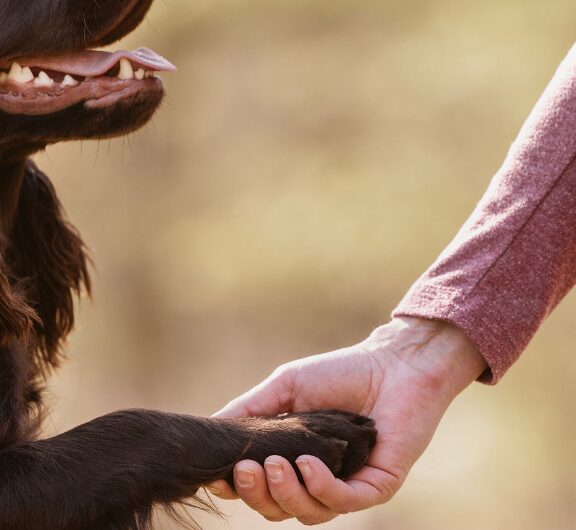 small animal acupressure cert