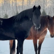 <strong>COURSE</strong> A Look at the Sound Horse: Foundations of Posture, Balance & Why Horses Break Down Over Time