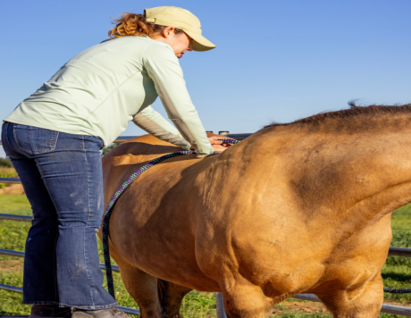 <strong>COURSE</strong> Equine Acupressure Certification