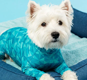 Pet PJs Pet Recovery Suit: provides comfort and protection after surgery, with wounds, dermatological conditions or during hospitalization
