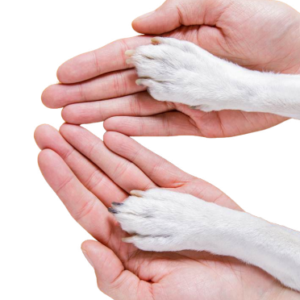 Paws on hands image