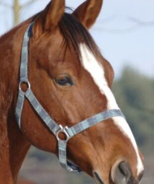 Horse 1